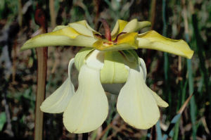 瓶頭草屬 瓶頭草屬
