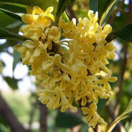 八月金桂 八月金桂