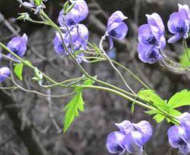 新疆烏頭 新疆烏頭