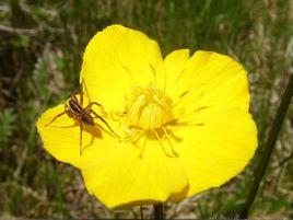 小金蓮花 小金蓮花