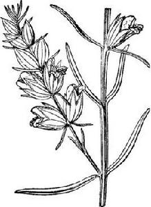 疏毛翅莖草 疏毛翅莖草