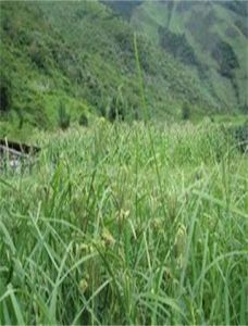 多雄無隔藻 多雄無隔藻