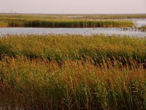 黃河口國家森林公園