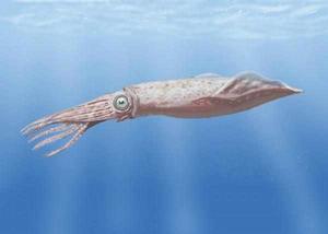 托斯特巨魷屬 托斯特巨魷屬