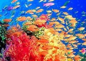 顏色鮮艷的魚群