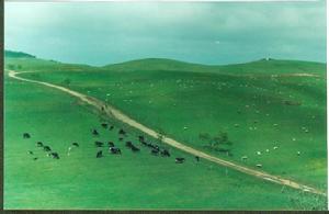 高原草場 高原草場