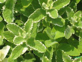 花葉薄荷