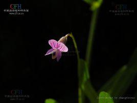 四籽野豌豆 四籽野豌豆