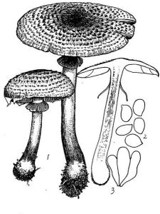 林地蘑菇 林地蘑菇