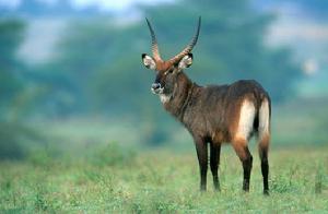 迪氏水羚 迪氏水羚