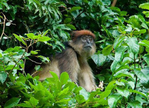 烏干達紅疣猴
