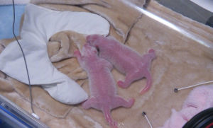 海歸大熊貓“阿寶”在成都誕下龍鳳胎寶寶