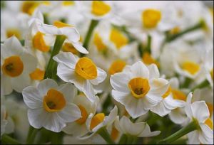 蟹爪水仙 蟹爪水仙