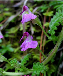 鶴首馬先蒿 鶴首馬先蒿
