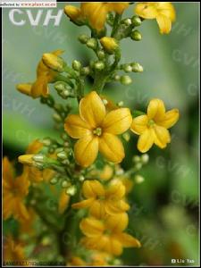 長梗三寶木 長梗三寶木