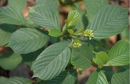 水冬瓜赤楊 水冬瓜赤楊