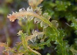 短角苔科 短角苔科