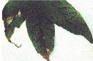 （圖）橡膠南美葉疫病菌