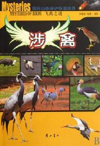 飛禽之謎·涉禽 飛禽之謎·涉禽