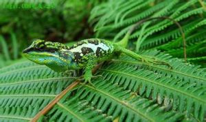 溪頭攀蜥 溪頭攀蜥