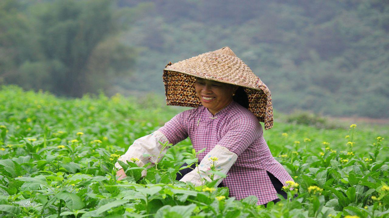 小巴香豬養殖基地
