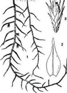 散葉牛毛蘚 散葉牛毛蘚