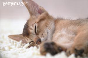 阿比西尼亞藍貓