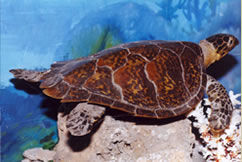 玳瑁海龜 玳瑁海龜