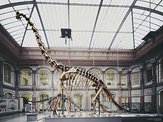 （圖）位於柏林的長頸巨龍已架設骨骸