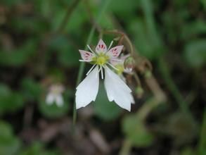 小傘虎耳草 小傘虎耳草