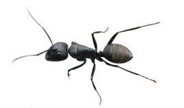 ant[螞蟻]