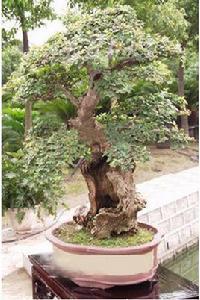 榆樹[吉林省長春市下轄市]