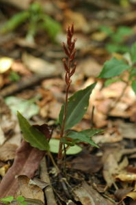 白肋翻唇蘭 白肋翻唇蘭