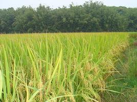 增城絲苗米 增城絲苗米