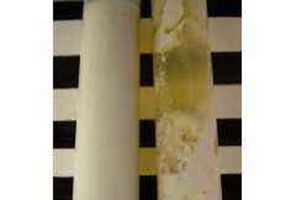 含鐵牛奶培養基