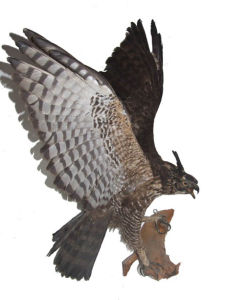 馬達加斯加蛇雕