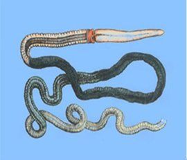 黃島長吻蟲 黃島長吻蟲