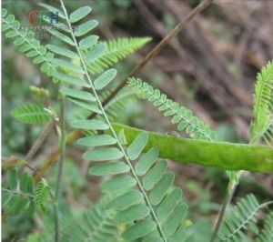 槽果扁莎 槽果扁莎