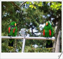 西霞口野生動物園——鸚鵡