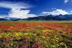 川西高寒草原 川西高寒草原