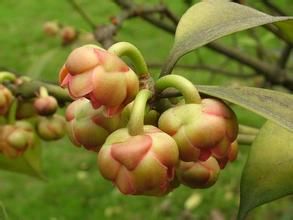 厚皮香八角 厚皮香八角