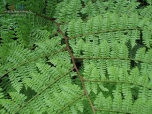 啟無蹄蓋蕨 啟無蹄蓋蕨