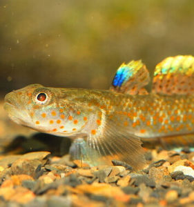 短吻褐斑吻鰕虎 短吻褐斑吻鰕虎