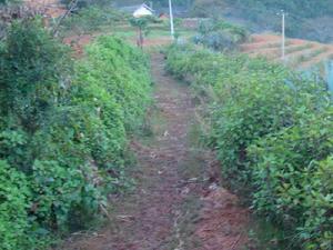 楚雄市八角鎮大麥地村委會陰東山村進村道路