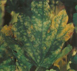 秋海棠白粉病 秋海棠白粉病