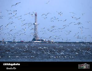 天津北大港濕地