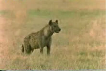 各種形態的非洲鬣狗