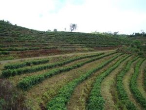 水庫茶廠自然村