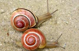 花園蔥蝸牛 花園蔥蝸牛