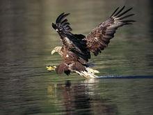 白尾海雕（捕魚）